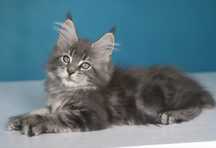 Piekny niebieski klasycznie pręgowany kocurek maine coon!!