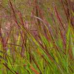 Proso rózgowate 'Sangria' Czerwona trawa (Panicum virgatum) 2.0L