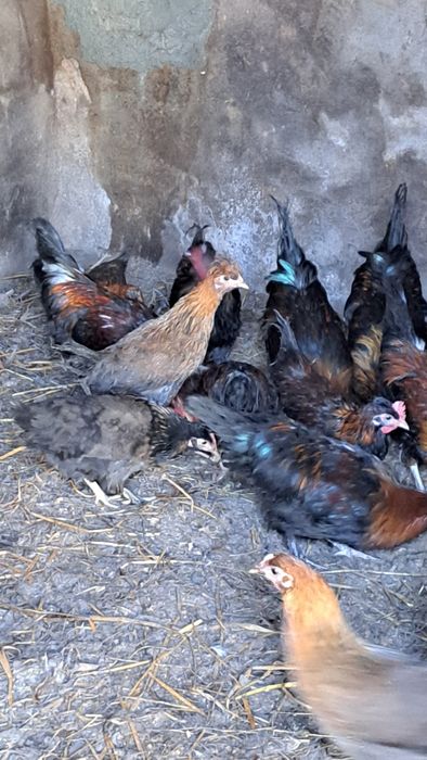 19 granizos para criação