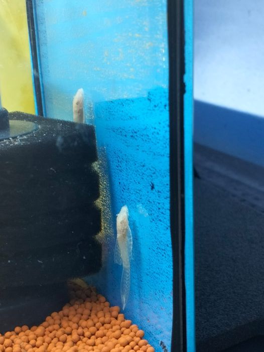 Ancistrus albinos long fin 2 cm