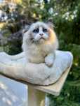 Ragdoll cudna kotka seal bicol z rodowodem FIFE/FPL z domowej  hodowli
