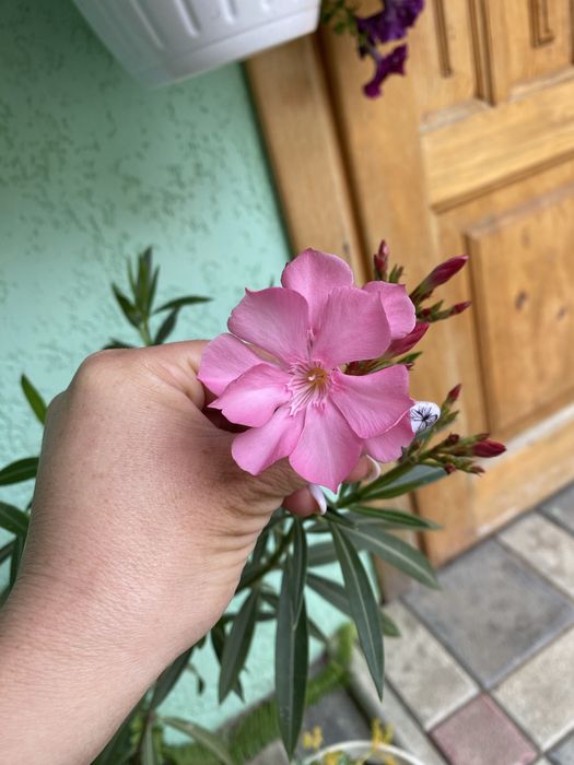 Олеандр рожевий, ооеандр махровий, дерево