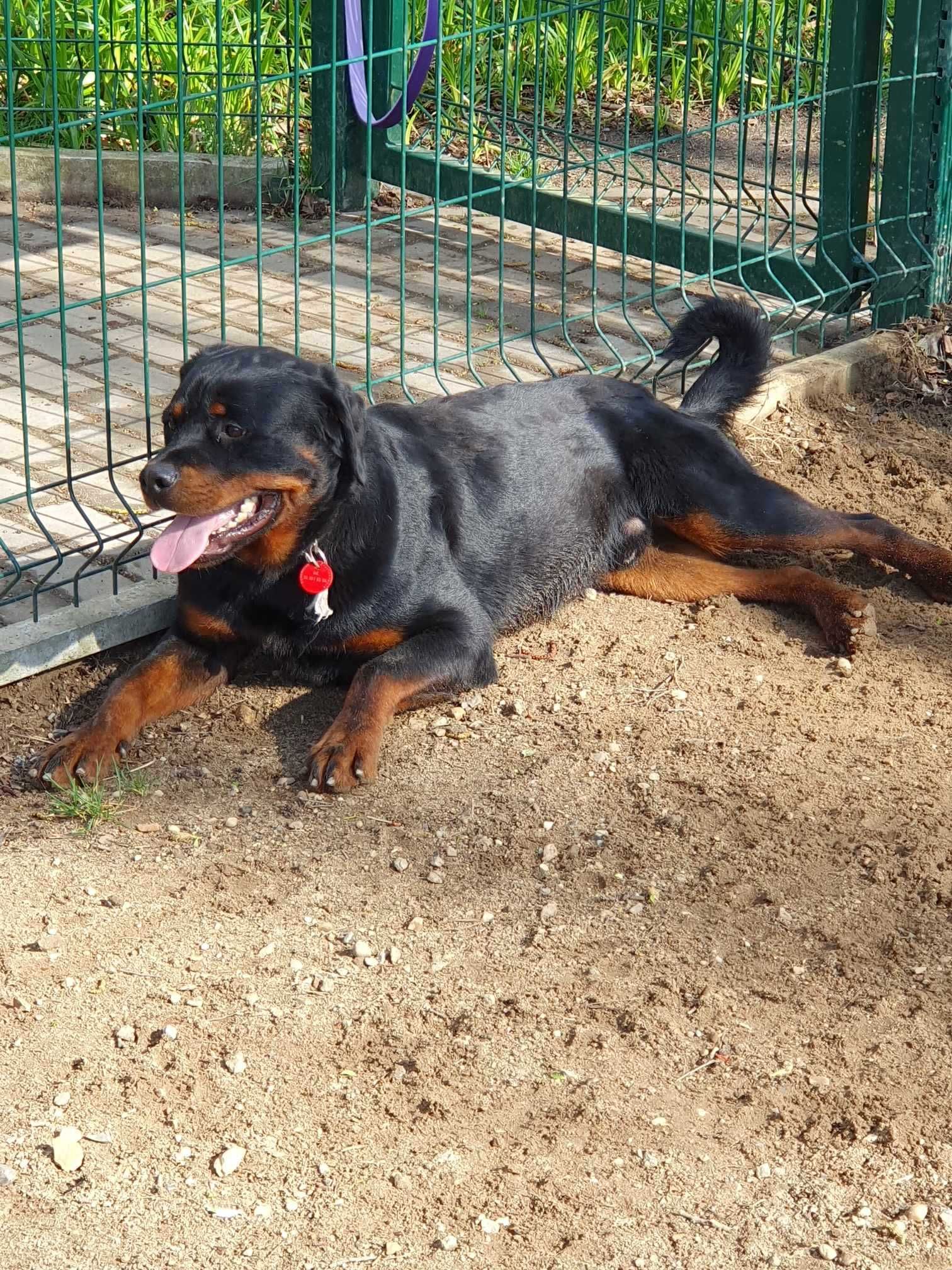 Nadir w typie rottweilera - schronisko