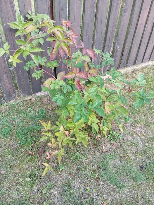 Jeżyna bezkolcowa 1 m wysokości