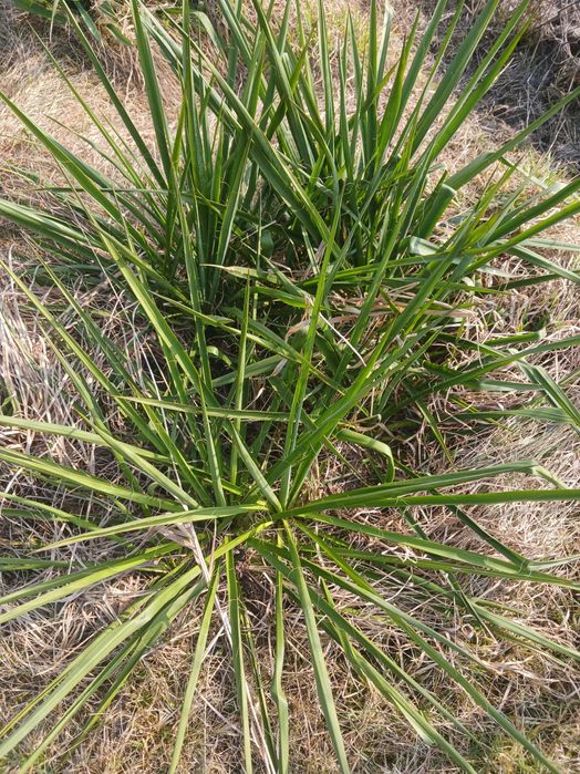 sadzonki juki ogrodowej