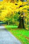 Planta de Gingko Biloba 100cm