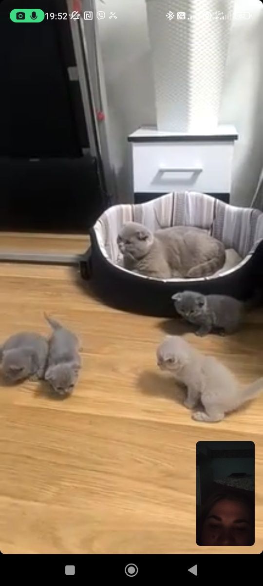 Продаються маленькі кошенята