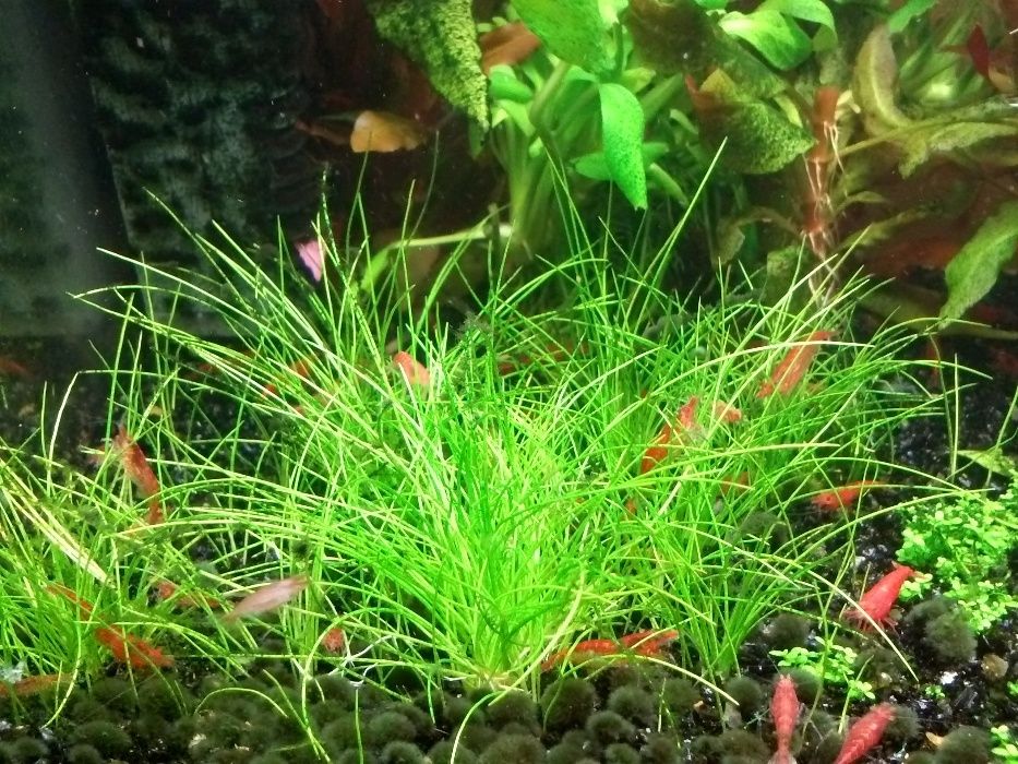 Planta de aquário - Hemianthus 'Cuba' / Eleocharis acicularis 'Mini'