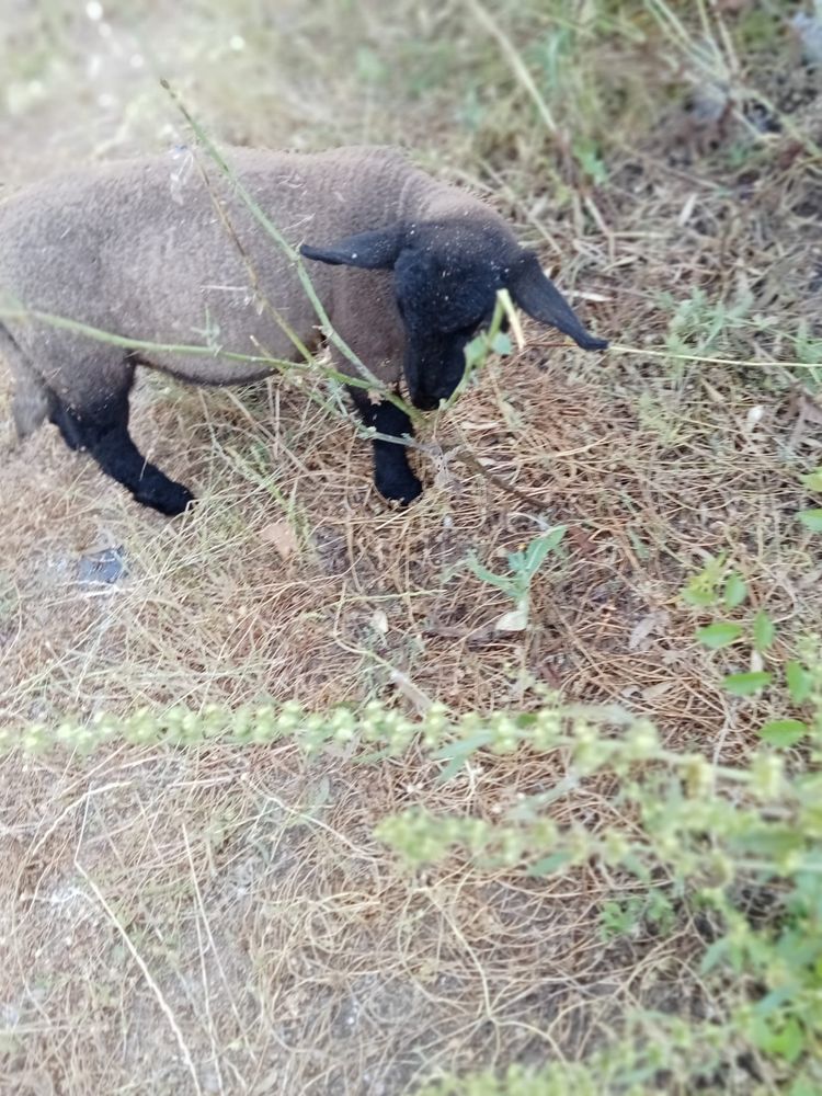 Borrega sufoque pura