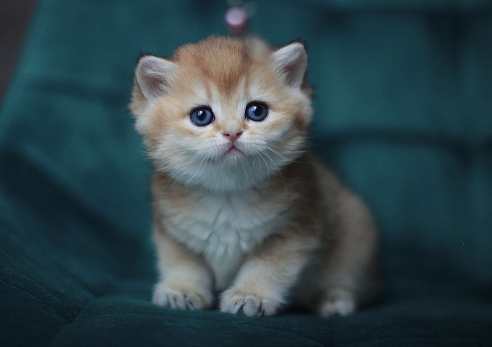 Oferujemy  czystego brytyjskiego kociaka o rzadkim kolorze