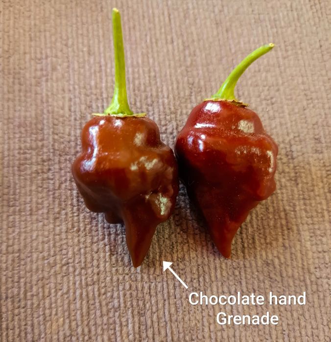 Caixa de malaguetas frescas ardência Média/Alta