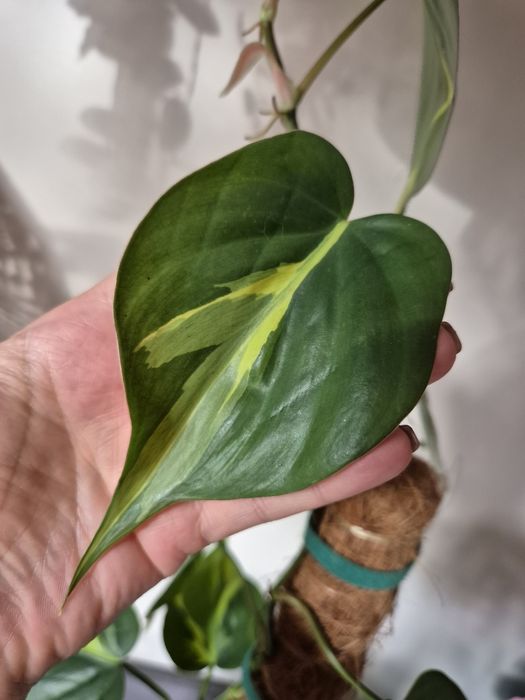 Philodendron Carnival