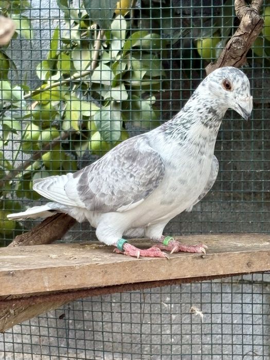 Casais - pombos correios linha antiga