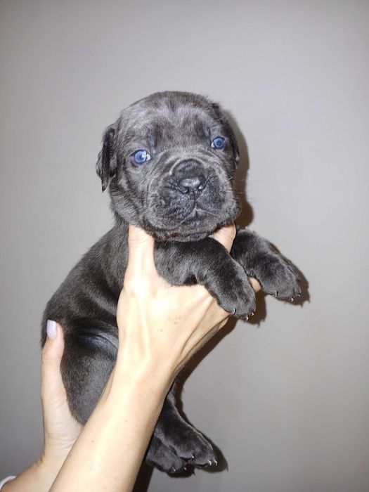 Бронювання цуценят Кане корсо