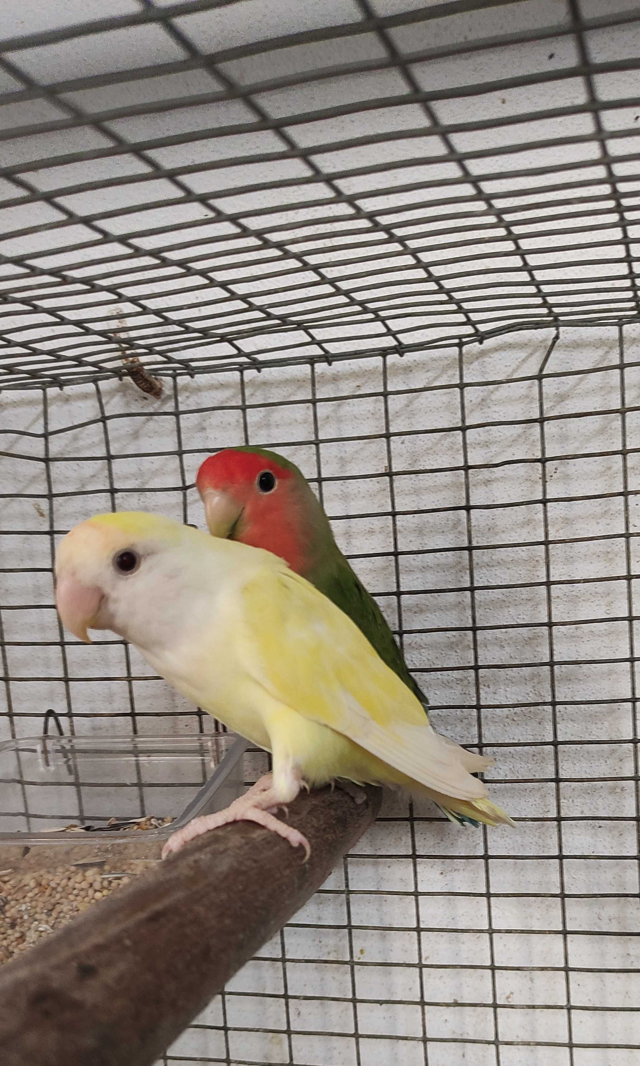 Casal de Agapórnis