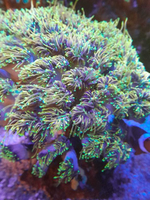 Euphyllia Grabrescens Hellfire