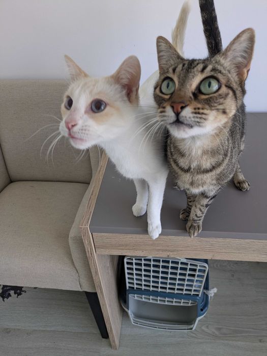 Tico & Teco dois amigos inseparáveis para adoção CONJUNTA