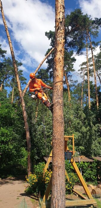 Видалення, спил дерев,кронування,покос трави, чагарників