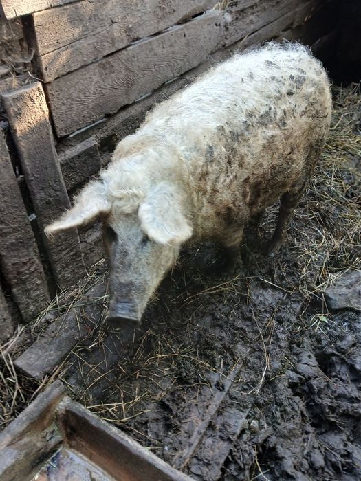 Продам порісну  свиноматку