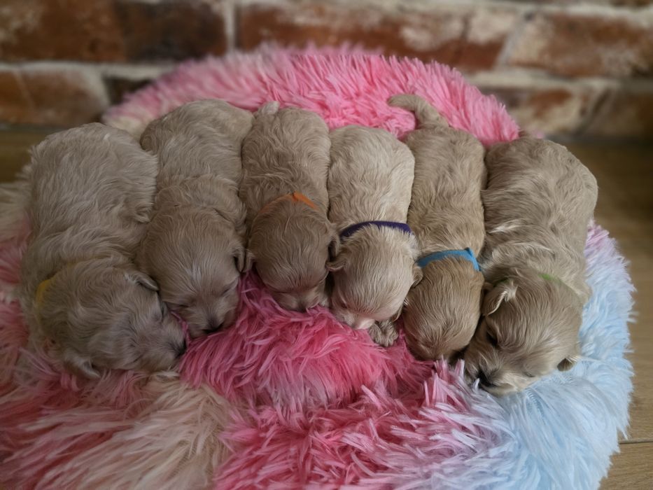 Maltipoo f1  suczka do rezerwacji!!!