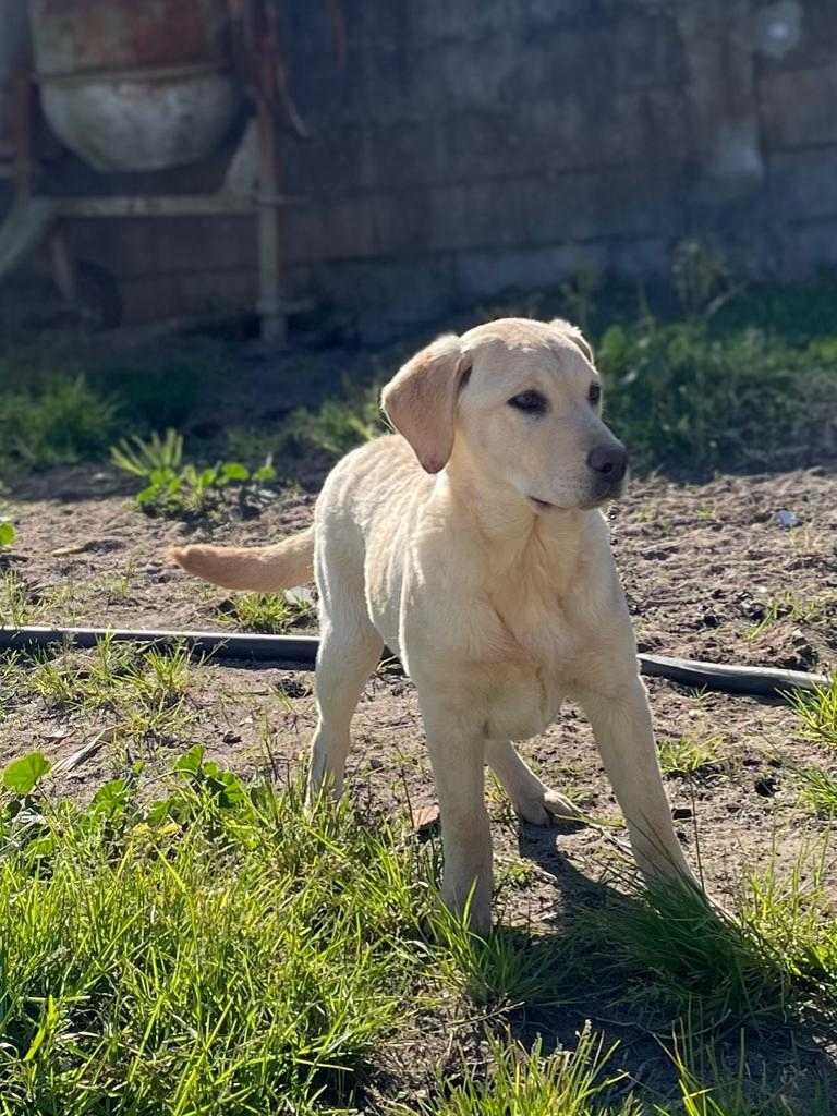 Labrador Retriever com Lop