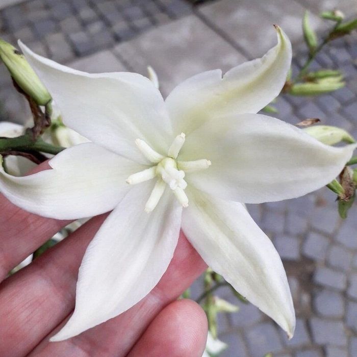 Продам кусты юкки садовой двух  и саженцы древовидного пиона видов