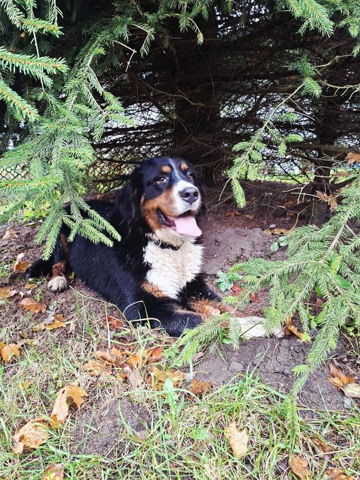 Bernieński pies pasterski suczka