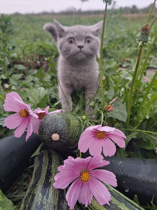 Kocurek brytyjski - ojciec International Champion FPL FIFE