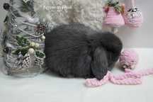 Карлікове кроленя! Mini Lop