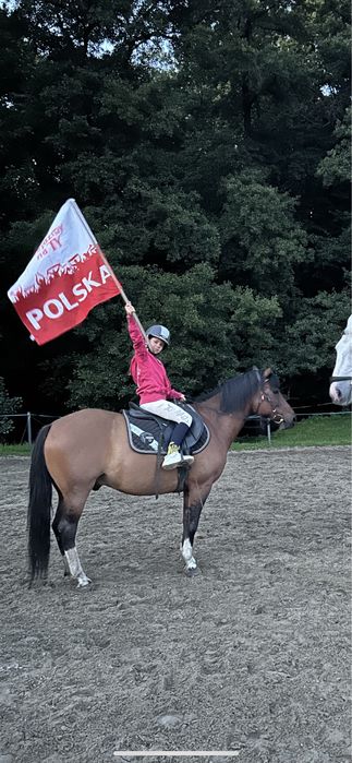 Wałach hucuł - do rekreacji