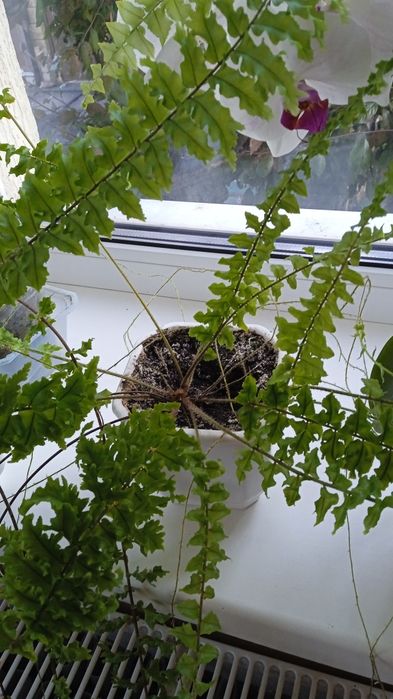 Венерин волос, папоротник