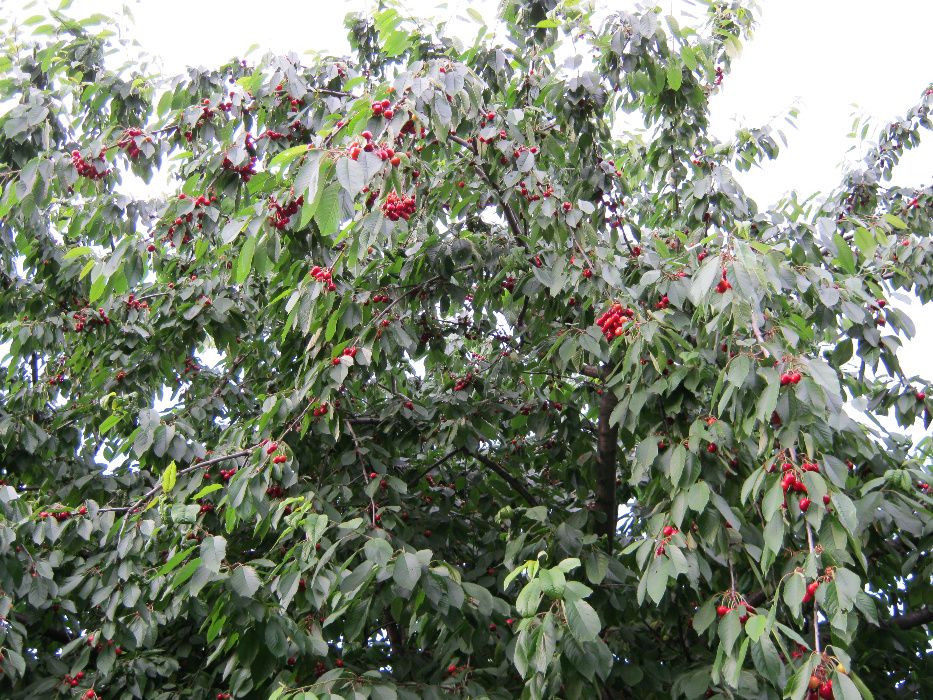 Продажа,Дом в городе Покров.Центр.