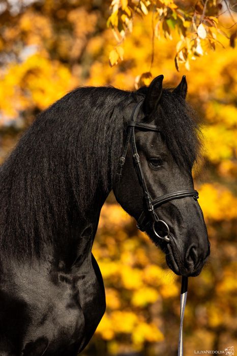 Продам Фризького жеребця,Фриз,Фризкая лошадь