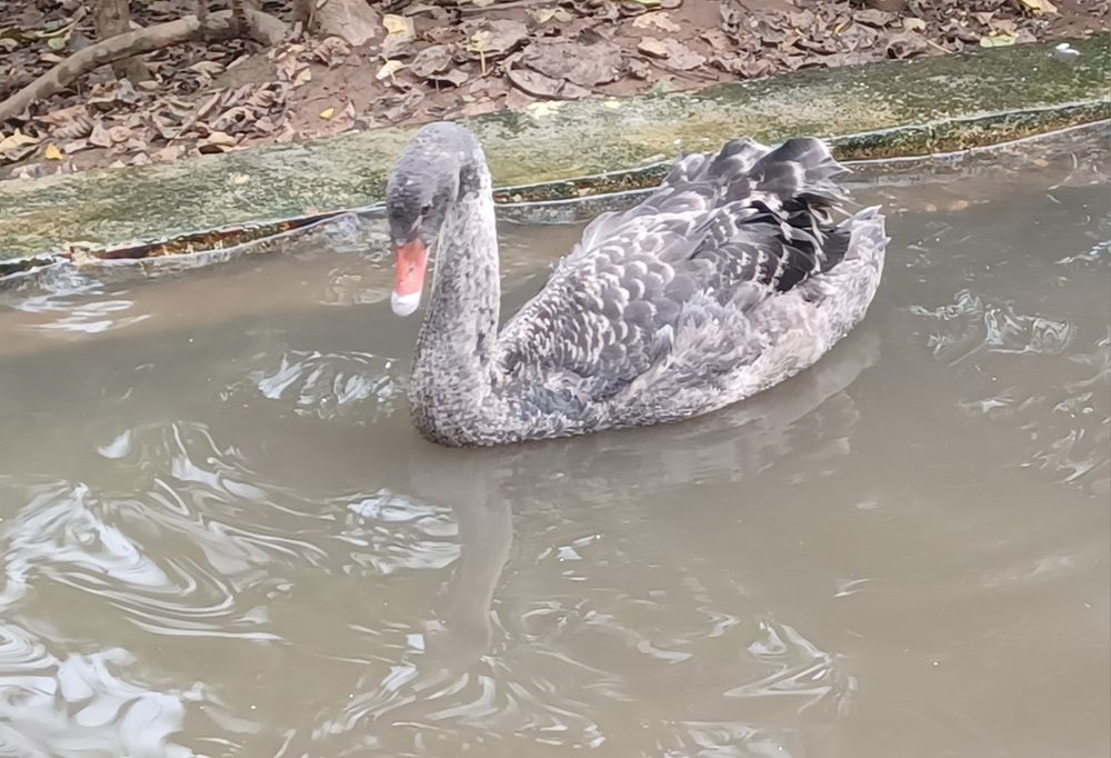 Cisne macho novo