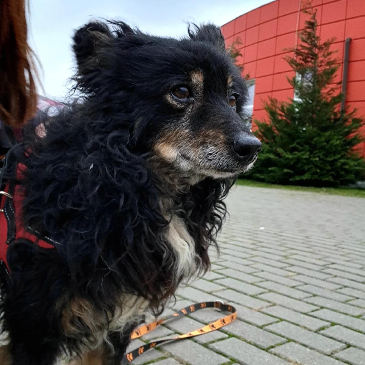 Guzio do adopcji
