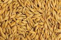 Ячмінь та пшениця