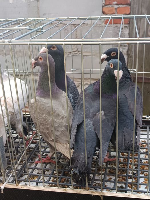 Rzeszowski gołębie rzeszowskie