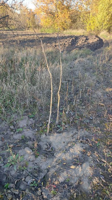 Продам садженці горіха (сортовий). 1,50м. Ціна: Договірна