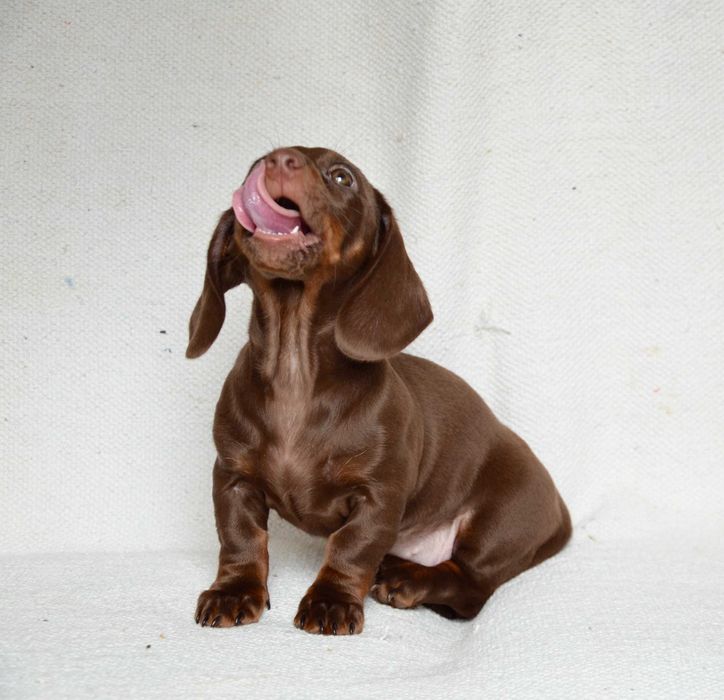 Jamnik czekoladowy - suczka