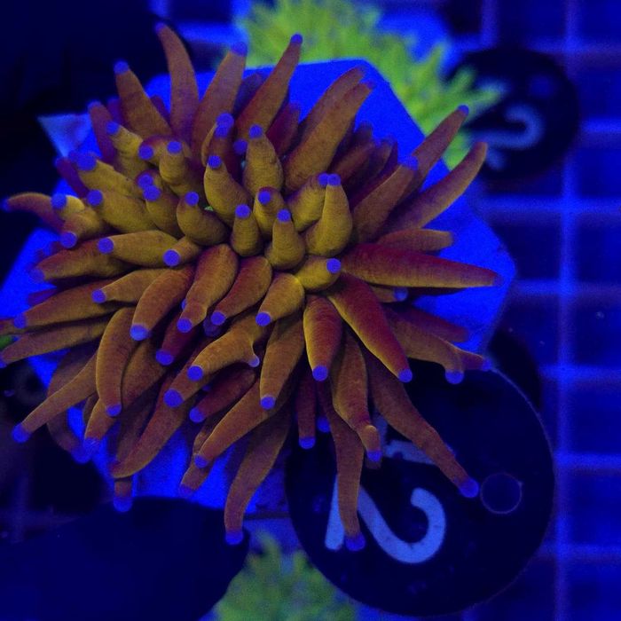 Euphyllia Cristata Tiger Torch XL WYSIWYG #42