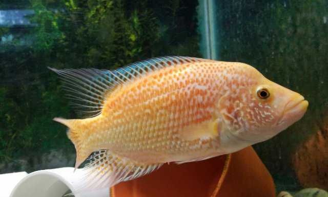 Red Dovii \ parachromis dovii 8-10cm