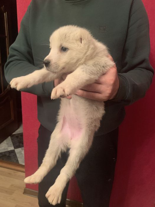 Продам цуценят Алабая