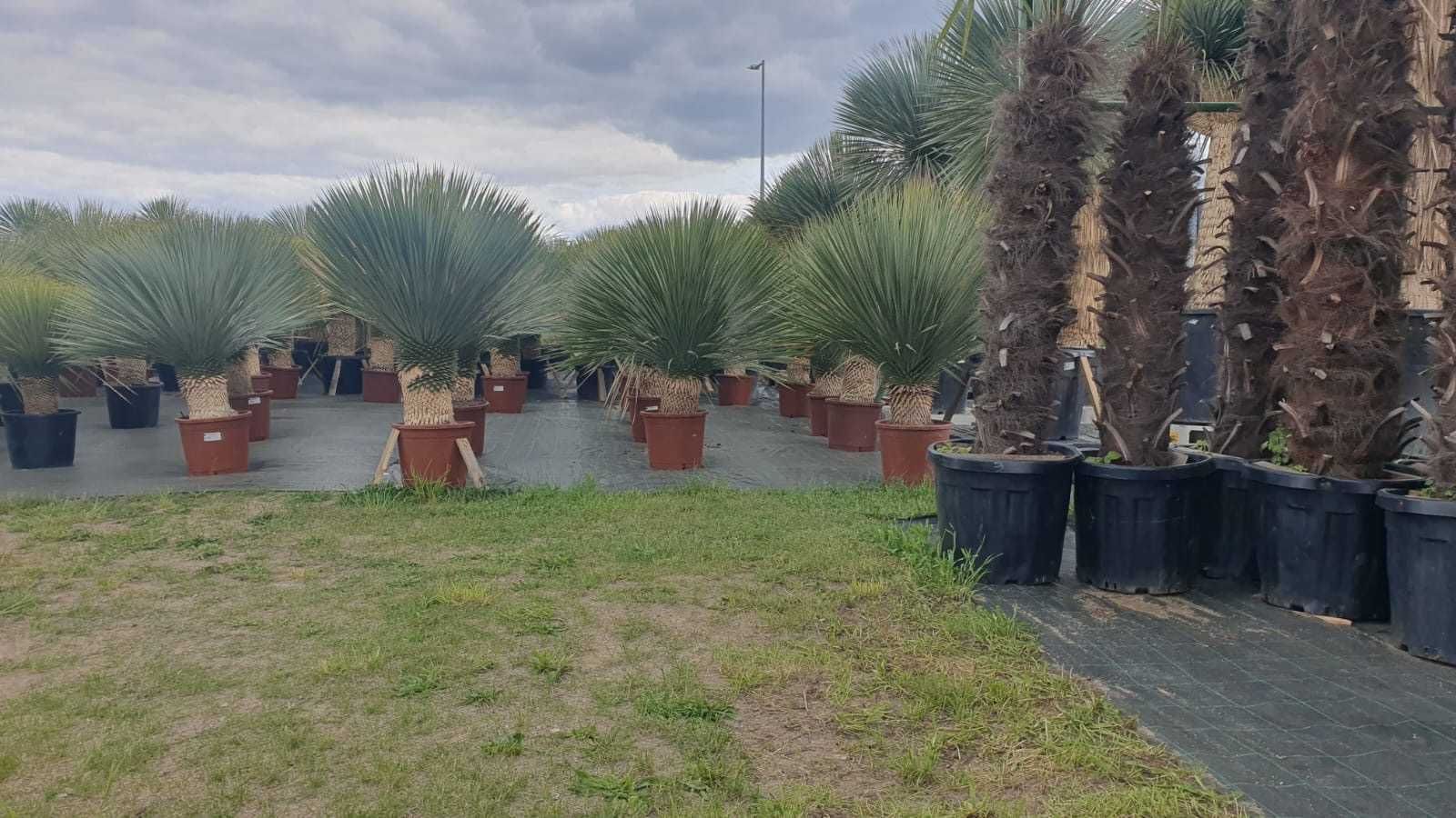 Yucca rostrata, yucca mrozoodporna -20, juka rostrata