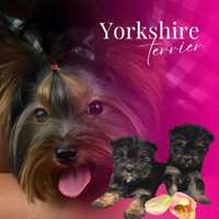 Yorkshire terrier piesek