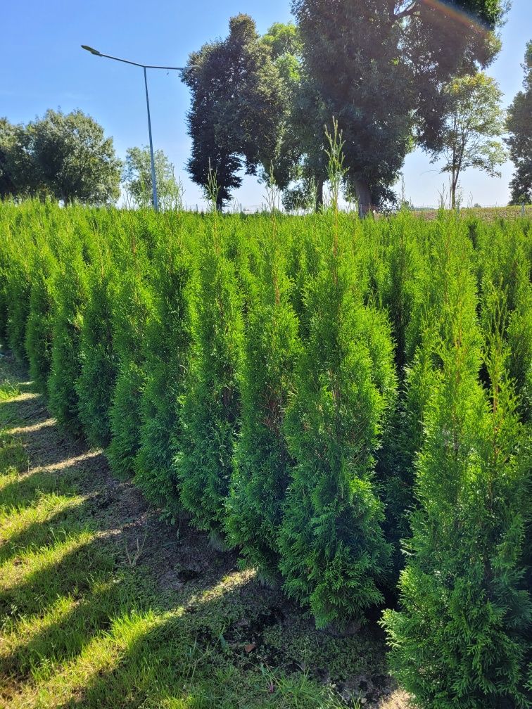 Tuja Smaragd 120 cm tuje szmaragd laurowisnia 140 thuja brabant leszno