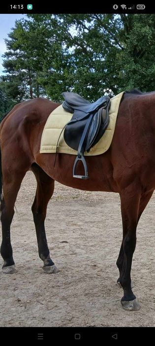 Czaprak york fair Play eskadra Kentucky