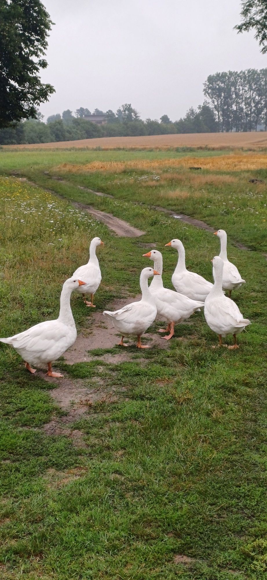 Sprzedam lub zamienię gęsi kołudzkie.