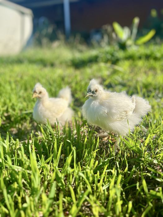 Garnizas sedosas Brancas