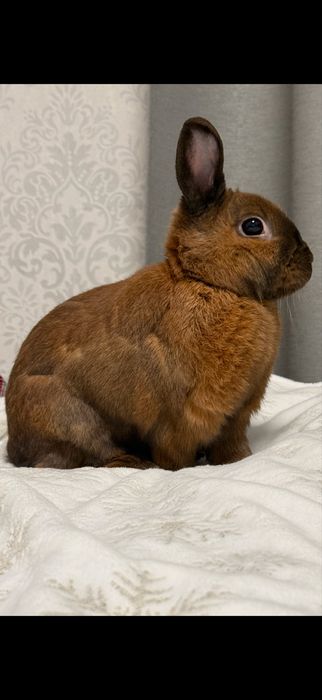 Oddam krolika kastrowanego