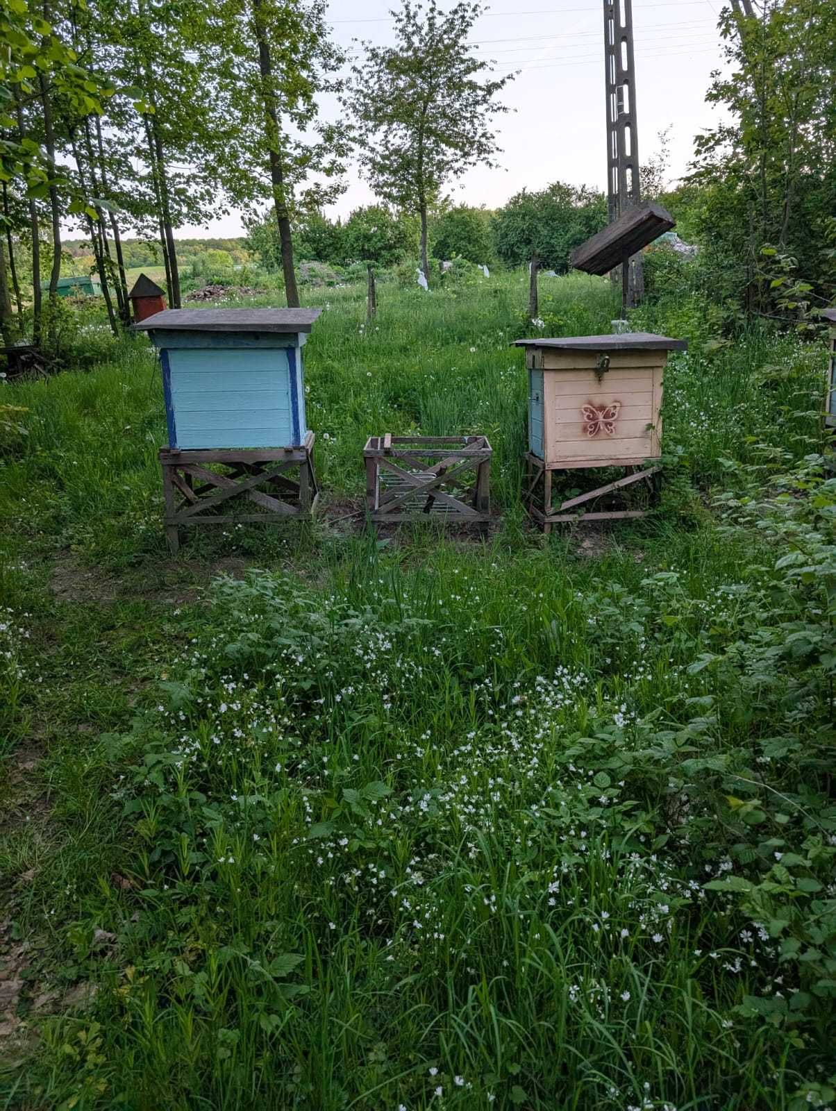 Ule wielkopolskie